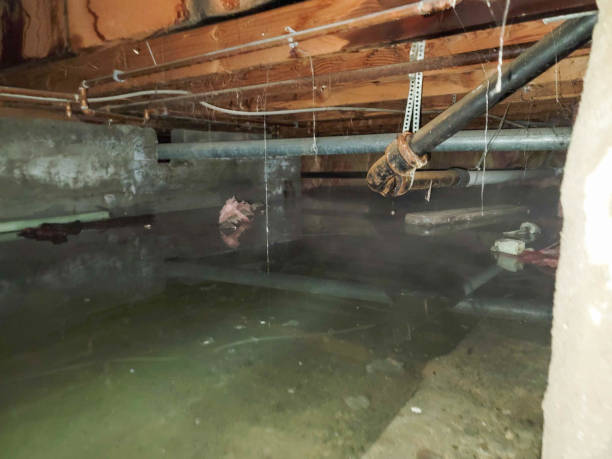 Best Mold removal after water damage  in Plain City, OH